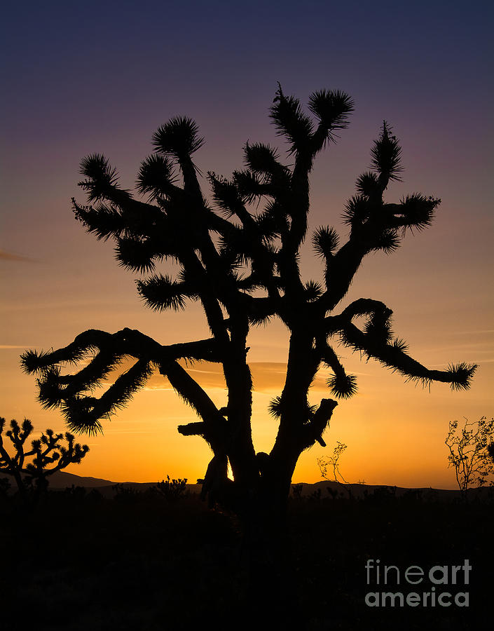 Joshua Tree Silhouette Photograph by Eddie Yerkish