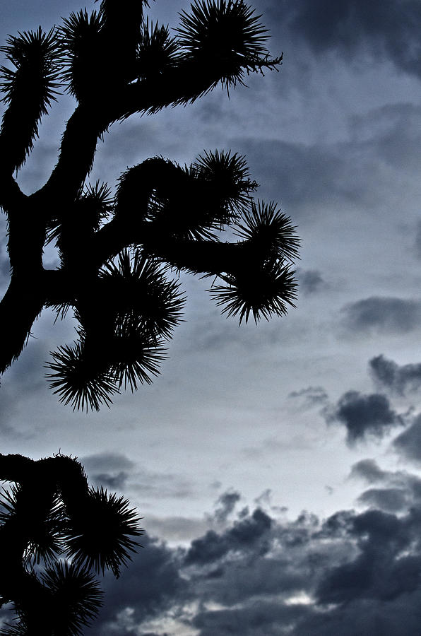 Joshua Tree Silhouette Photograph by Jean Booth