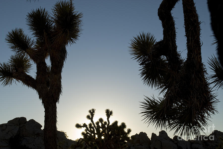 Joshua Tree Silhouettes Photograph by William H. Mullins