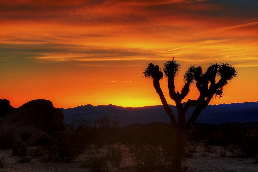 Joshua Tree sunrise  Photograph by Duncan Selby