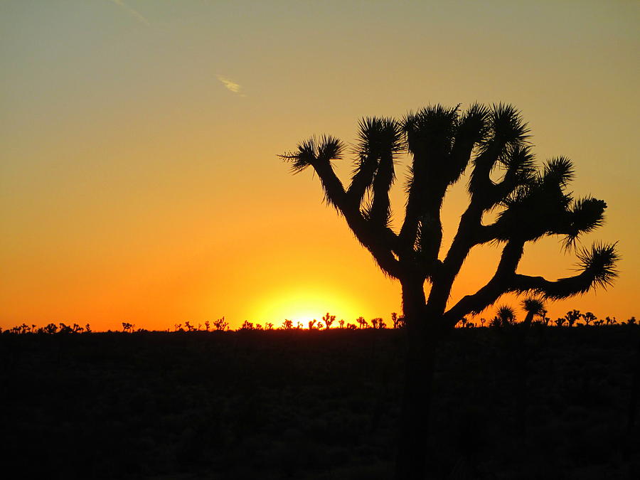 Joshua Tree Sunrise One Photograph by Randall Weidner