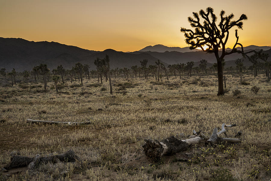Joshua Tree Sunset 3 Photograph by Lee Kirchhevel