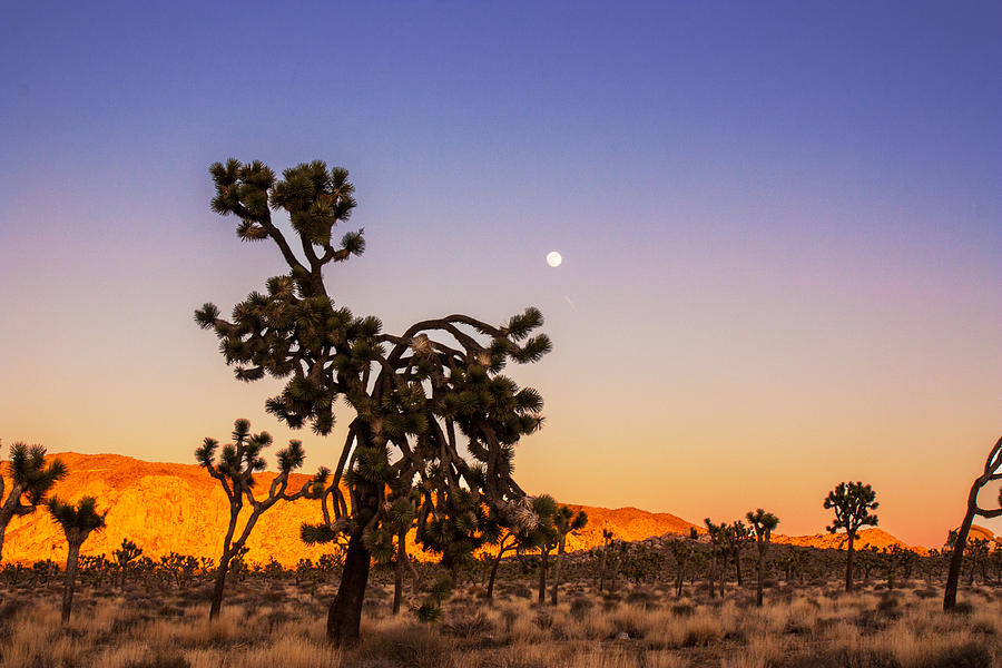 Joshua Tree Sunset and Moonrise Photograph by Kunal Mehra