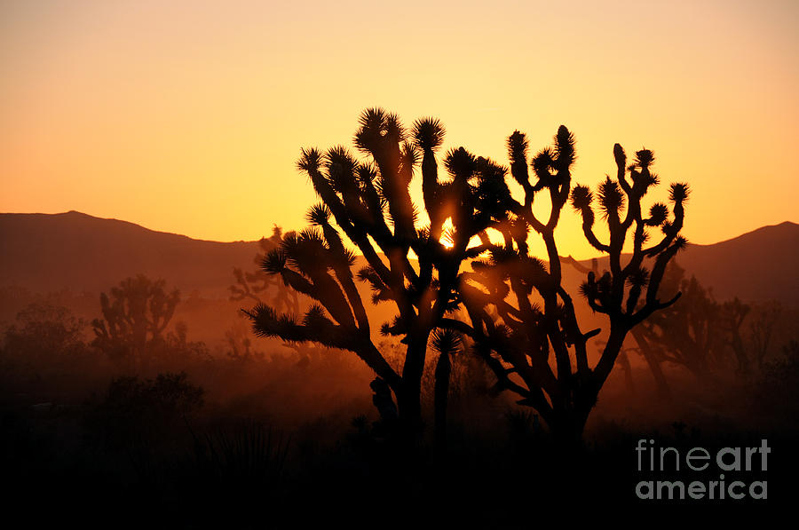 Joshua Tree Sunset Photograph by Art Whitton