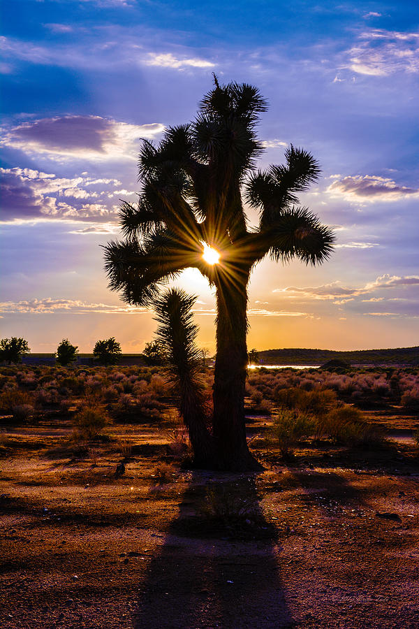 Sunset Photograph - Joshua Tree Sunset by Brian Tada