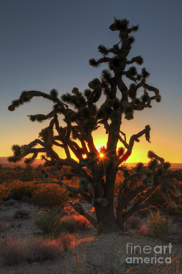 Joshua Tree Sunset Photograph by Eddie Yerkish