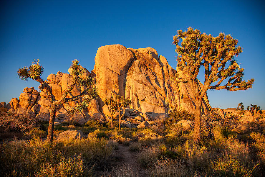 National Parks Photograph - Joshua Tree Sunset Glow by Peter Tellone