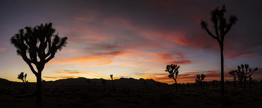Joshua Tree Sunset Panorama Photograph by Lee Kirchhevel
