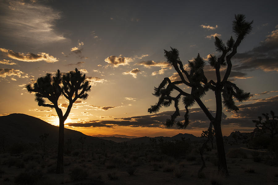 Joshua Tree Sunset Silhouette 2 Photograph by Lee Kirchhevel