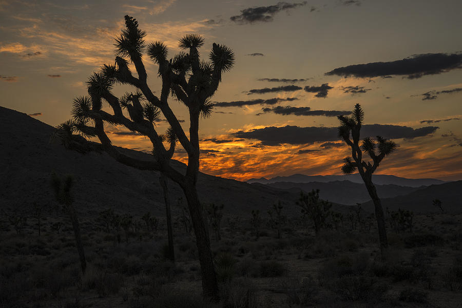 Joshua Tree Sunset Silhouette 3 Photograph by Lee Kirchhevel