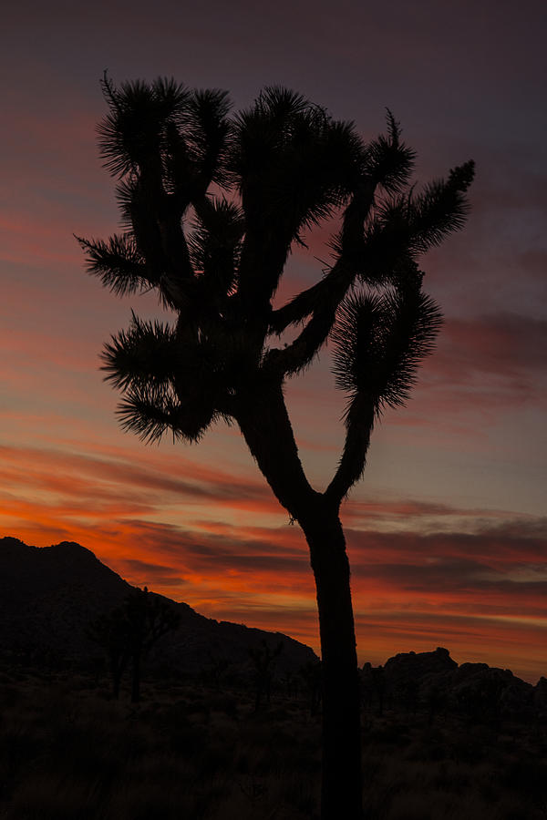 Joshua Tree Sunset Silhouette 6 Photograph by Lee Kirchhevel
