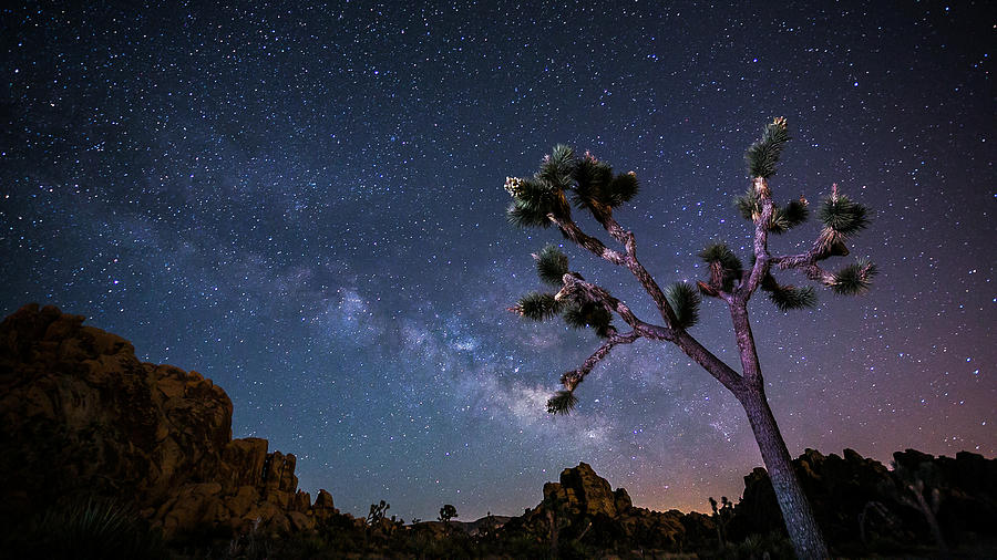 Joshua Tree With Milky Way Photograph by Sungjin Ahn Photography