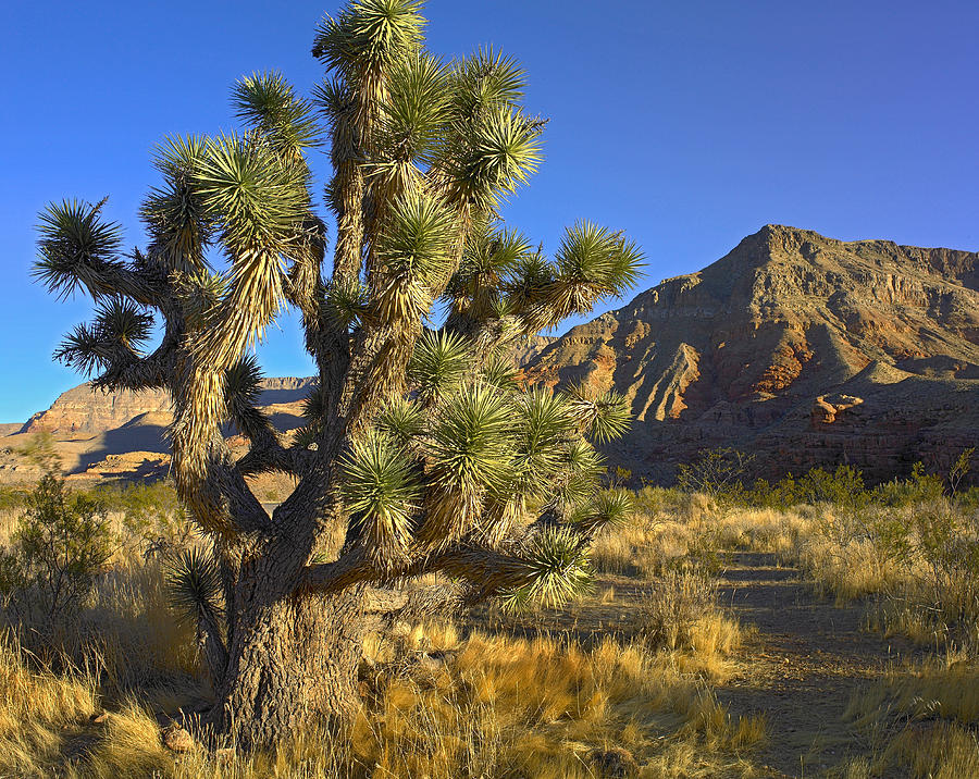 Joshua Tree With The Virgin Mts Arizona Photograph by Tim Fitzharris