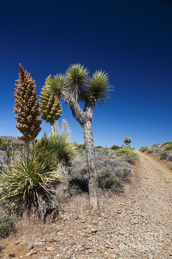 Joshua Tree Yucca brevifolia and blooming Mojave yucca plants ...