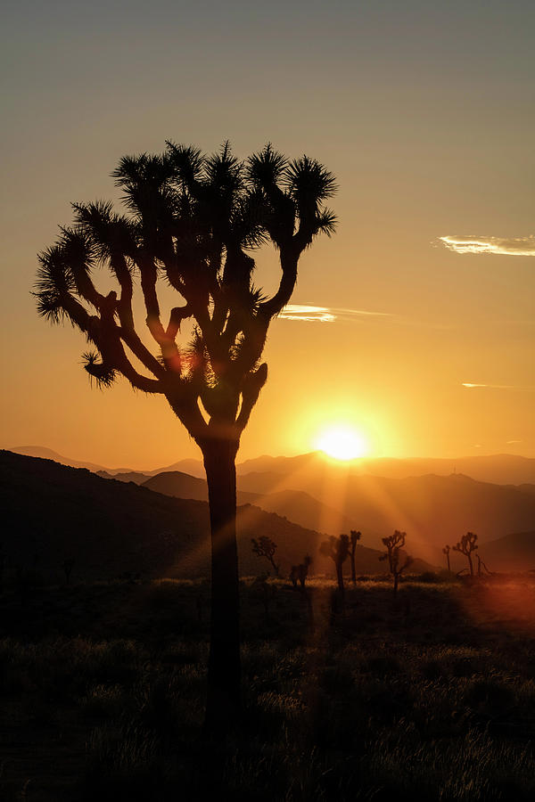 Joshua Tree (yucca Brevifolia) At Sunset Photograph by Science Photo Library Joshua Tree (yucca Brevifolia) At Sunset Photograph by Science Photo Library