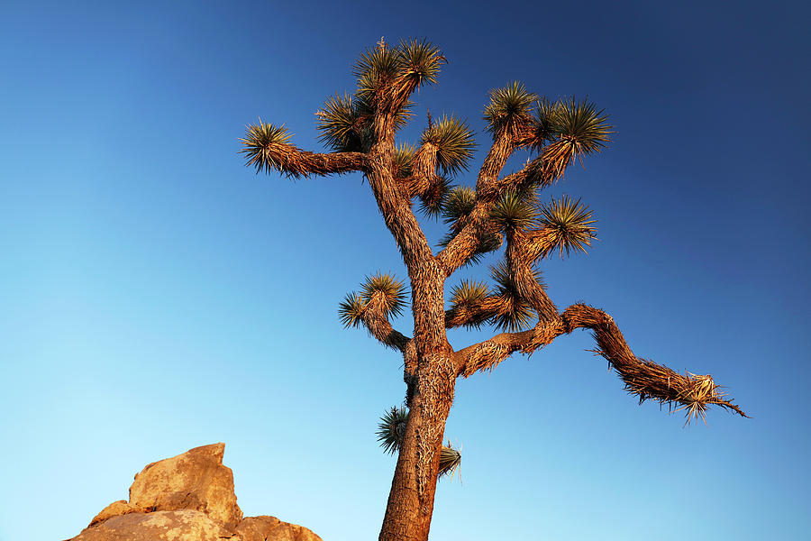 Joshua Tree (yucca Brevifolia) Photograph by Science Photo Library Joshua Tree (yucca Brevifolia) Photograph by Science Photo Library
