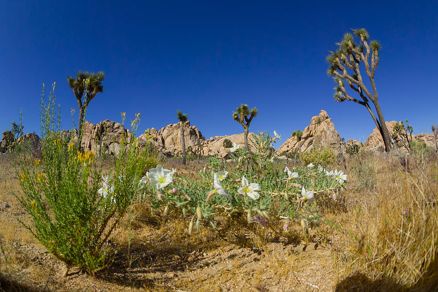 Joshua Trees and Desert Flowers Photograph by Scott Campbell
