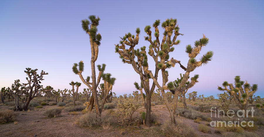 Joshua Trees Nevada Photograph by Yva Momatiuk John Eastcott