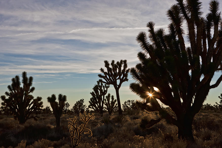 Joshua Trees Photograph by Evie Carrier