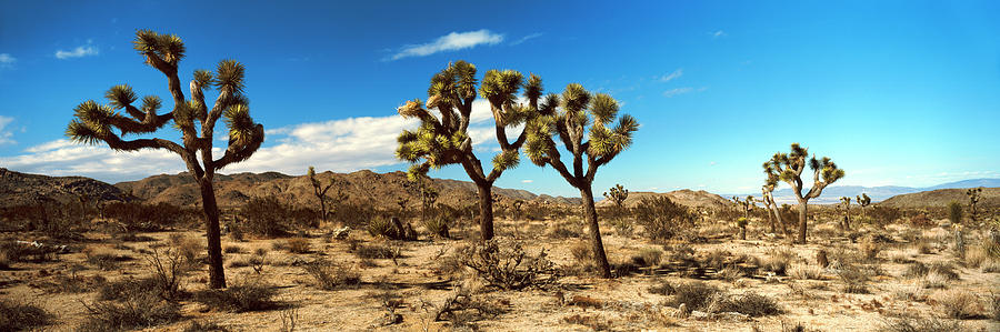 Joshua Trees In A Desert, Joshua Tree Photograph by Panoramic Images