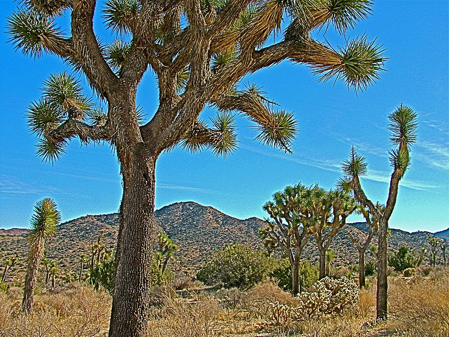 Joshua Trees In Black Rock Canyon On Panorama Loop Trail In Joshua Tree ...