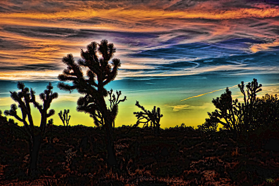 Joshua Trees in Cima Valley Photograph by Evie Carrier