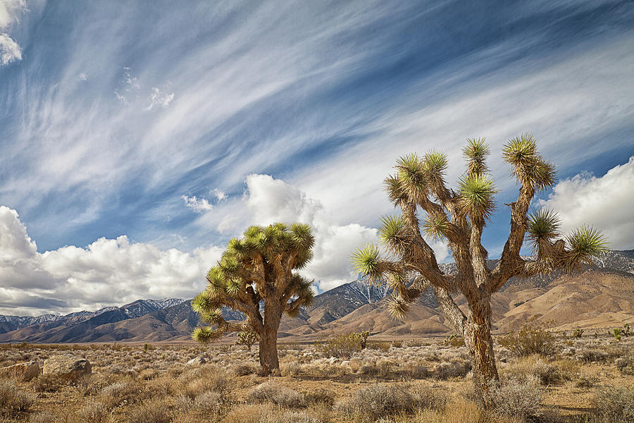 Joshua Trees In Desert Photograph by Alice Cahill