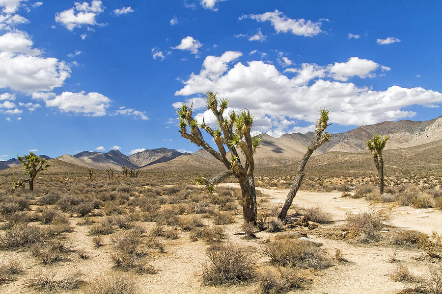 Joshua Trees in Hwy 178 Photograph by Newman Artography - Fine Art America