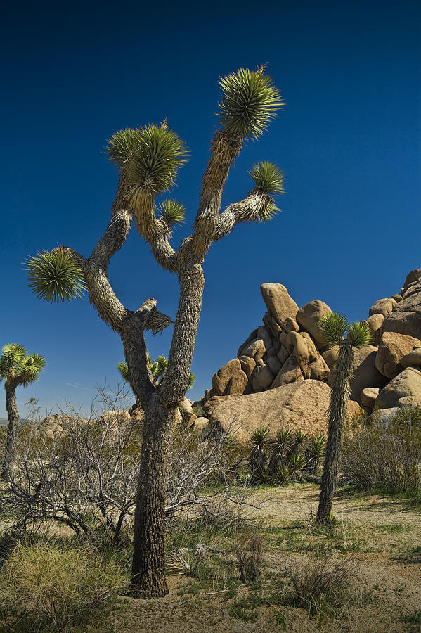 California Joshua Trees in Joshua Tree National Park by the Mojave Desert Photograph by Randall Nyhof