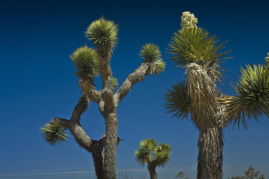 Joshua Tree Branches against the Sky Photograph by Randall Nyhof