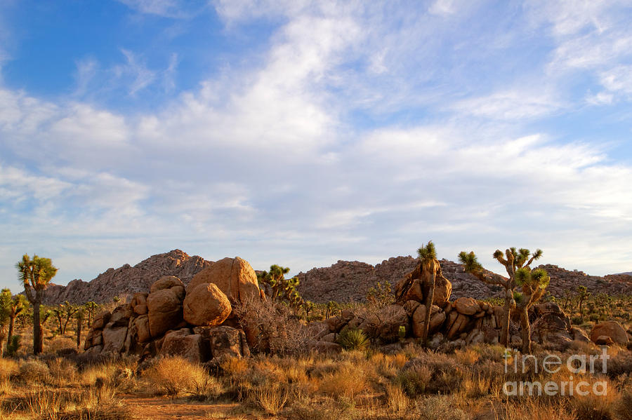 Joshua Trees Protected by Boulder Guards Photograph by Erick Johnson
