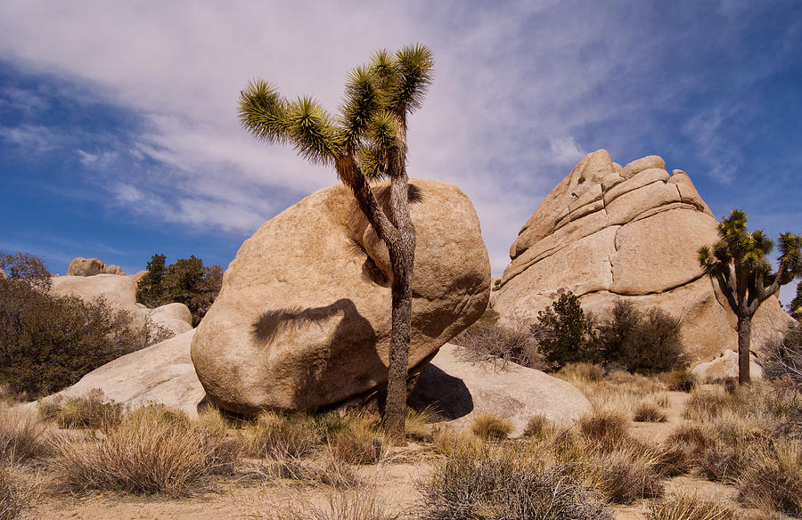 Joshua Tree in Hidden Valley Photograph by Sandra Selle Rodriguez