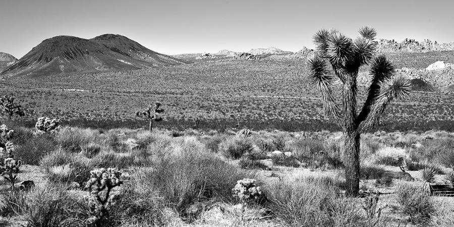 Joshua Tree - Geology Tour Road Photograph by Peter Tellone