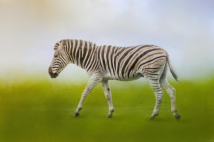 Animal Photograph - Journey of the Zebra by Jai Johnson
