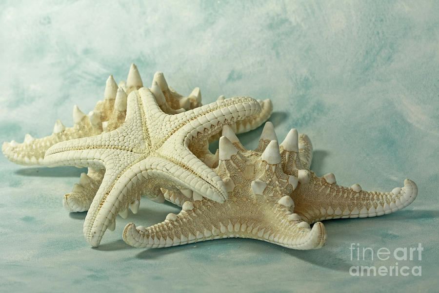 Still Life Photograph - Journey to the Sea Starfish by Inspired Nature Photography Fine Art Photography