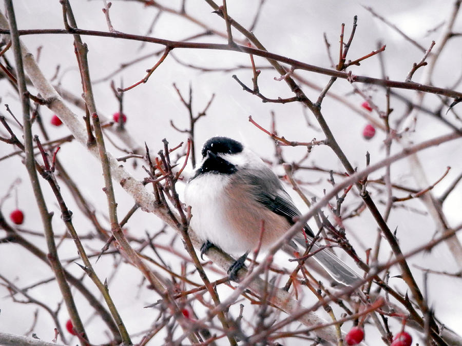 Chickadee Photograph - Joy Between The Branches by Zinvolle Art