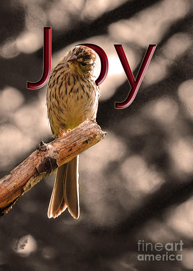 Sparrow Photograph - Joy by Mim White