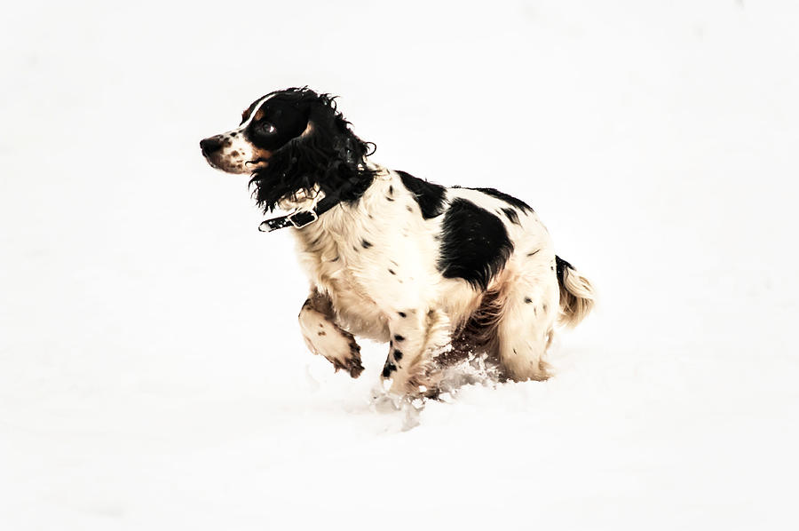 Winter Photograph - Joy of Snow I by Jenny Rainbow