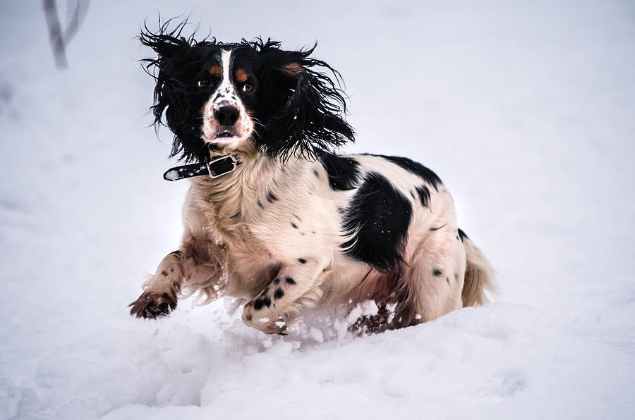 Joy of Snow Photograph by Jenny Rainbow