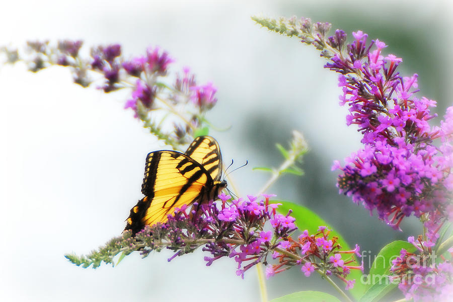 Summer Photograph - Joy of Summer by Lila Fisher-Wenzel