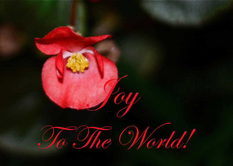 Christmas Photograph - Joy to the World Begonia by Connie Fox