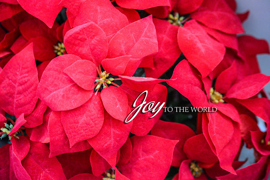 Joy to the World Greeting Card Photograph by Mary Timman