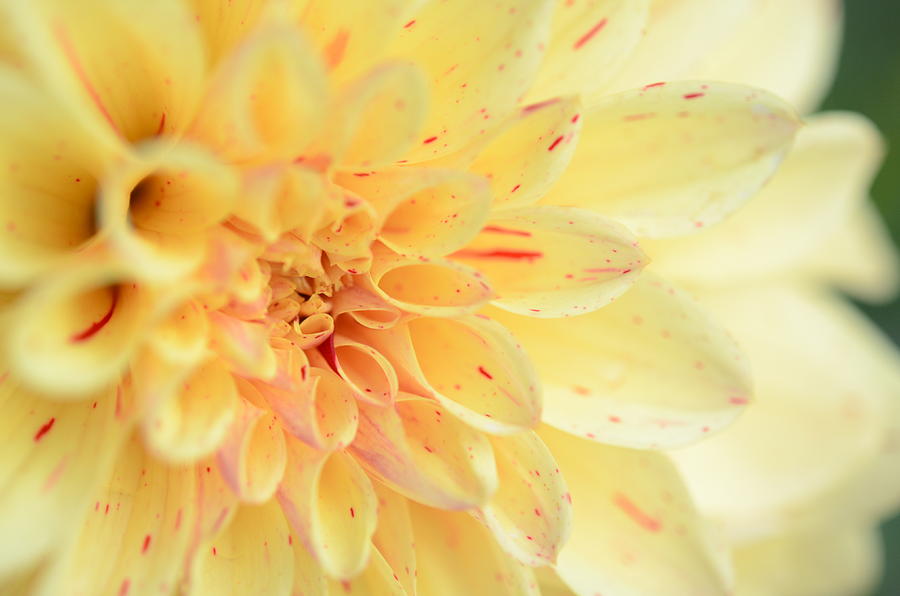 Joyces Yellow Speckled Dahlia Photograph by Kathy Paynter