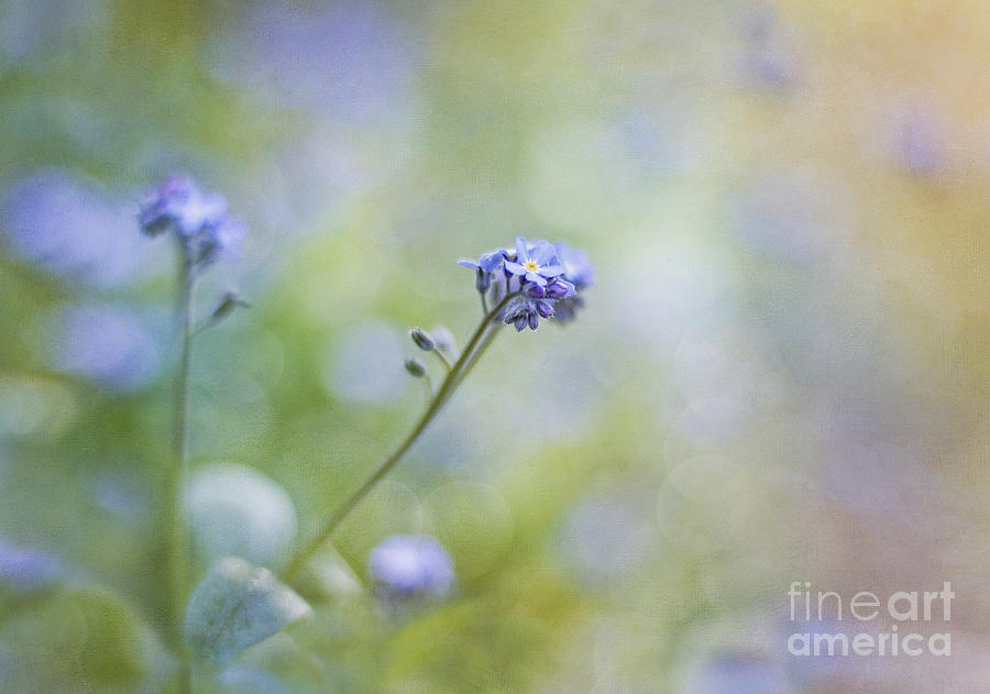 Flower Photograph - Joyful awakening by Maria Ismanah Schulze-Vorberg