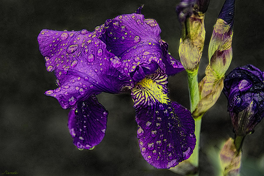  Floral Tears Photograph by Renee Anderson