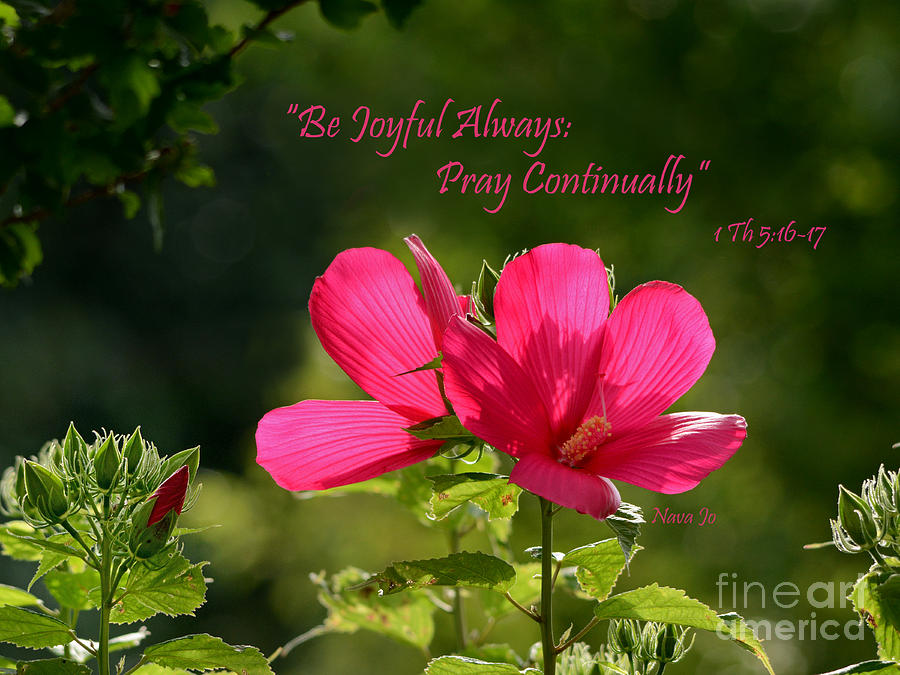 Joyful Hibiscus Garden Photograph by Nava Thompson