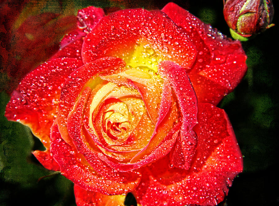 Joyful Rose Photograph by Mariola Bitner - Fine Art America