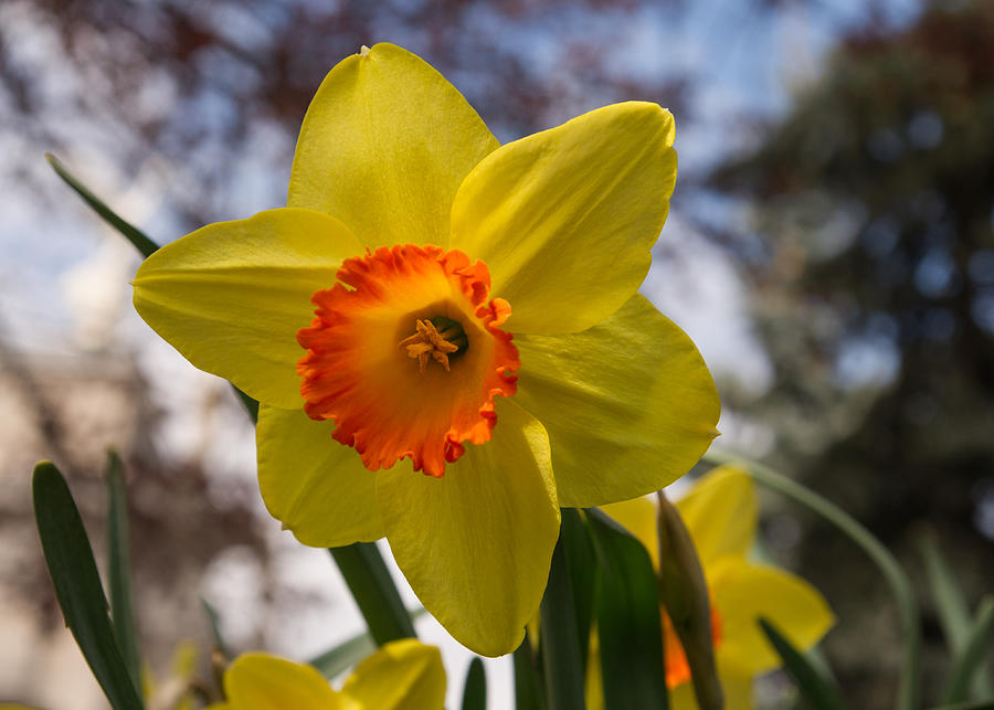 Flowers Still Life Photograph - Joyful Spring Blossom by Georgia Mizuleva
