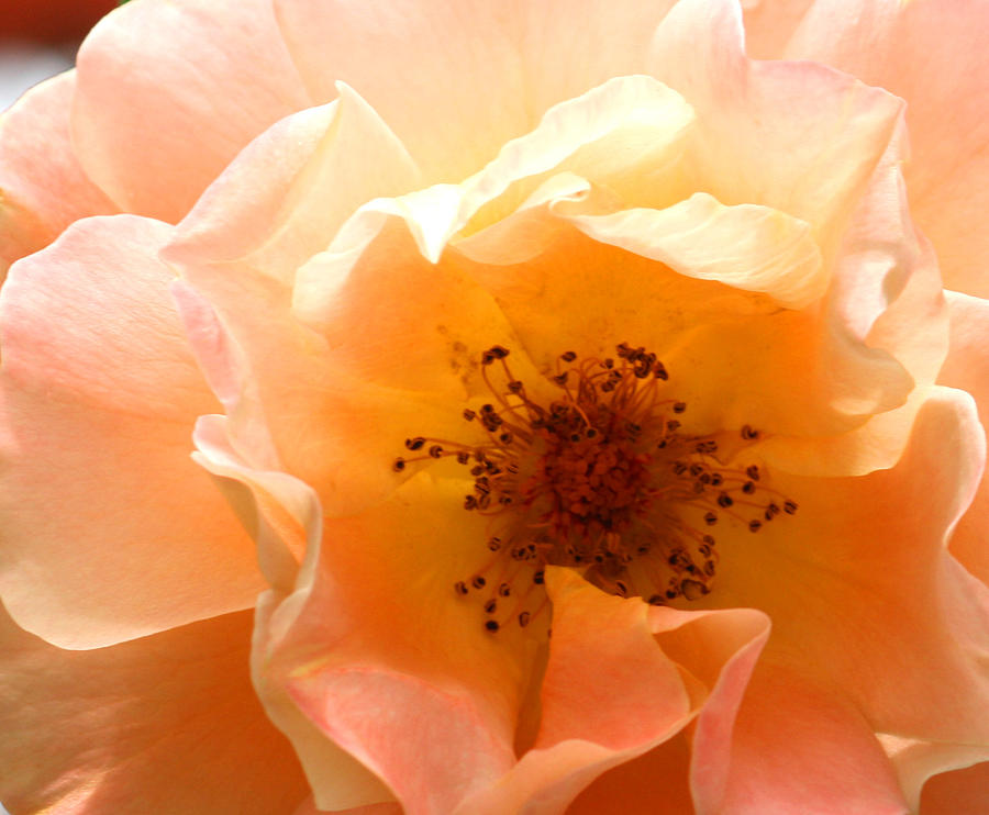 Rose Photograph - Joyful by The Art Of Marilyn Ridoutt-Greene