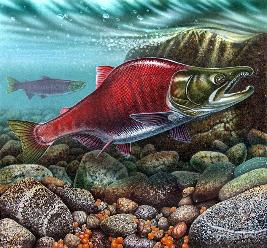 JQW Sockeye Salmon  Painting by JQ Licensing